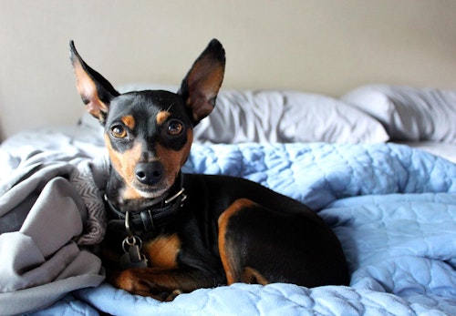 ミニチュア ピンシャー ミニピン の性格や特徴は 飼い方や寿命 しつけのコツについて解説 獣医師監修 わんクォール ミニチュア ピンシャー ミニピン の性格や特徴は 飼い方や寿命 しつけのコツについて解説 獣医師監修 わんクォール