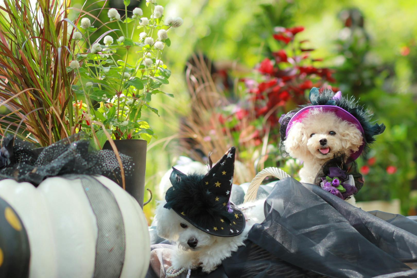ハロウィン】市販の犬用魔女帽子を可愛く使いやすくアレンジ