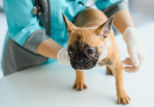 犬のしこり 腫瘍の原因は 考えられる病気や病院に連れて行くべき症状を解説 獣医師監修 わんクォール 犬のしこり 腫瘍の原因は 考えられる病気や病院に連れて行くべき症状を解説 獣医師監修 わんクォール