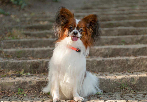 パピヨンの性格や特徴は 飼い方やしつけのコツについて解説 獣医師監修 わんクォール パピヨンの性格や特徴は 飼い方やしつけのコツについて解説 獣医師監修 わんクォール