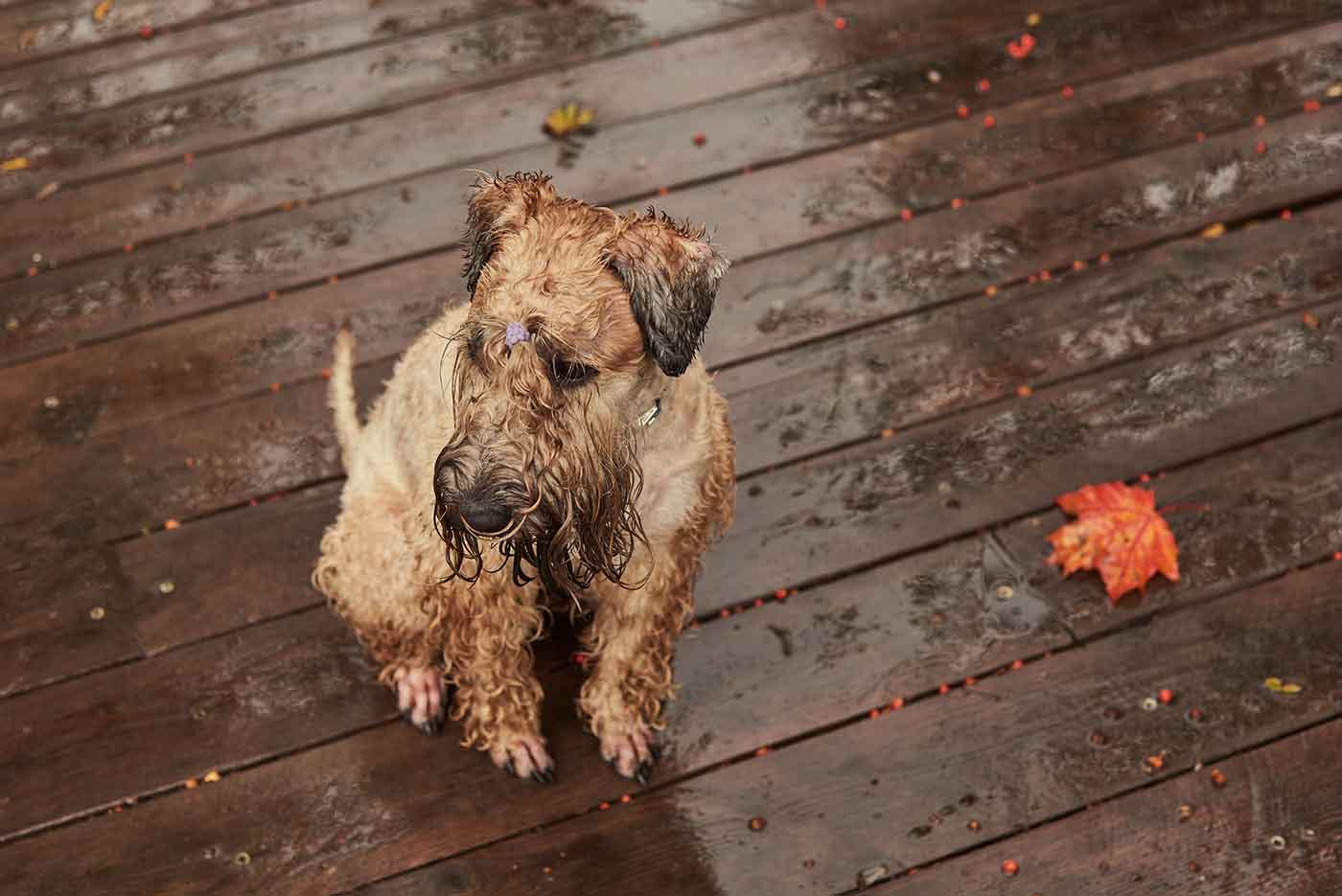 雨に打たれて震えている犬