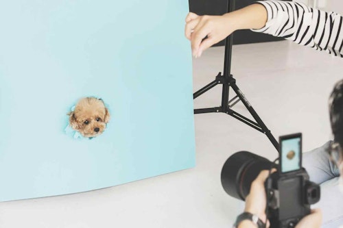 本格撮影 プロが撮る犬に特化した写真屋さん3選 愛犬とのかけがえのない瞬間をたくさん綺麗に残そう わんクォール 本格撮影 プロが撮る犬に特化した写真屋さん3選 愛犬とのかけがえのない瞬間をたくさん綺麗に残そう わんクォール