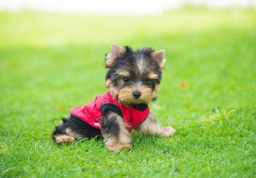 子犬