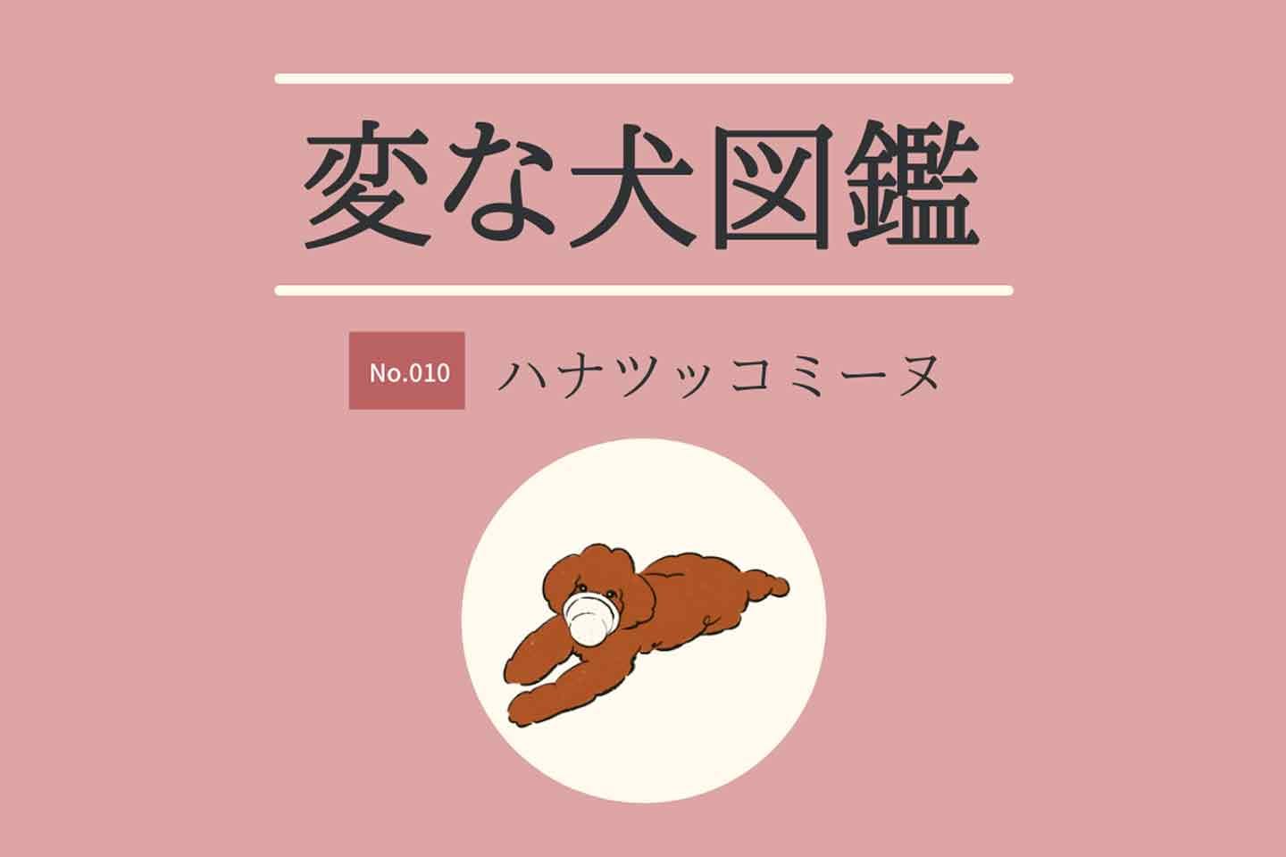 【変な犬図鑑No.0010 ハナツッコミーヌ】クン活⁈鼻を突っ込むのが好きな犬を獣医師が解説!