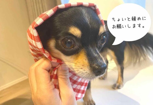 お手軽diy 初心者でもok 愛犬用スヌードの作り方 お食事の時の耳 顔周りの汚れ防止に便利 わんクォール お手軽diy 初心者でもok 愛犬用スヌードの作り方 お食事の時の耳 顔周りの汚れ防止に便利 わんクォール