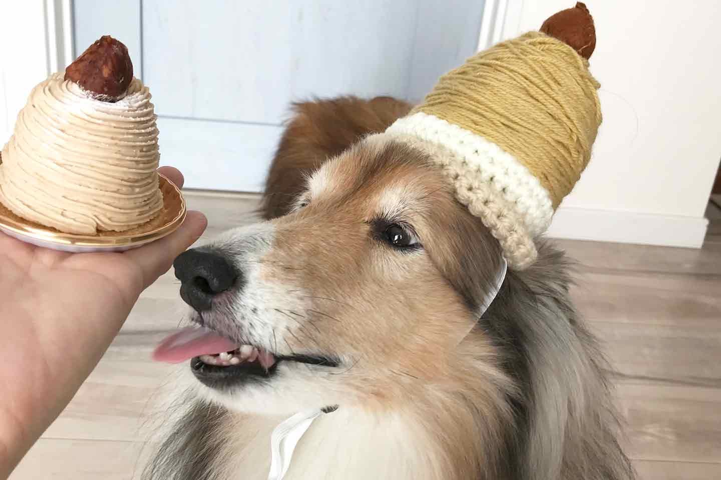 愛犬のモンブランケーキ帽子　本物のモンブランと記念撮影
