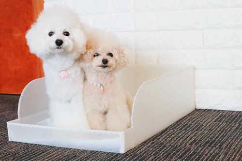 プラダン活用diy 愛犬用のトイレトレー 囲い を手作り おしっこの漏れ はみ出し 飛び散り防止に わんクォール プラダン活用diy 愛犬用のトイレトレー 囲い を手作り おしっこの漏れ はみ出し 飛び散り防止に わんクォール