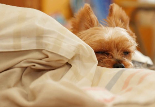 犬はこたつに入っても大丈夫 健康面の注意点を解説 獣医師監修 わんクォール 犬はこたつに入っても大丈夫 健康面の注意点を解説 獣医師監修 わんクォール
