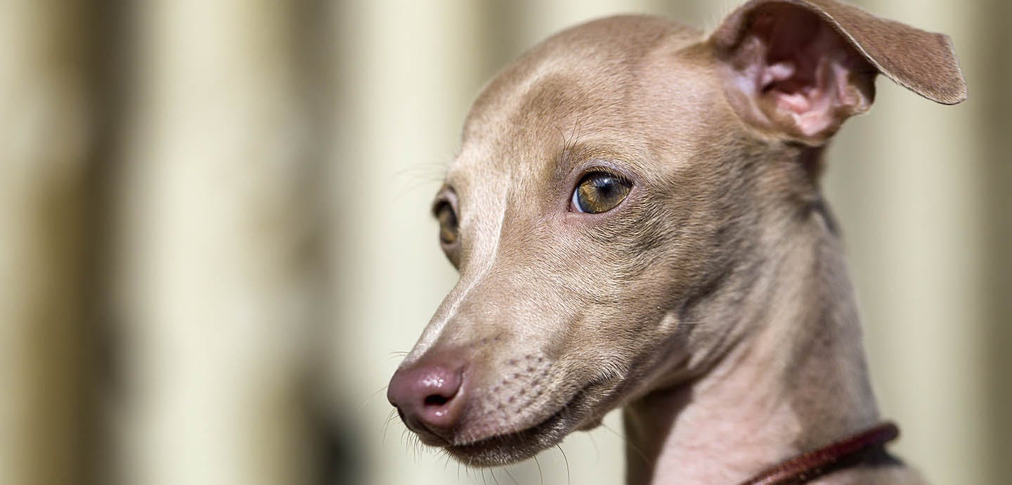 イタリアン・グレーハウンド（イタグレ）の性格や特徴は？飼い方のコツ