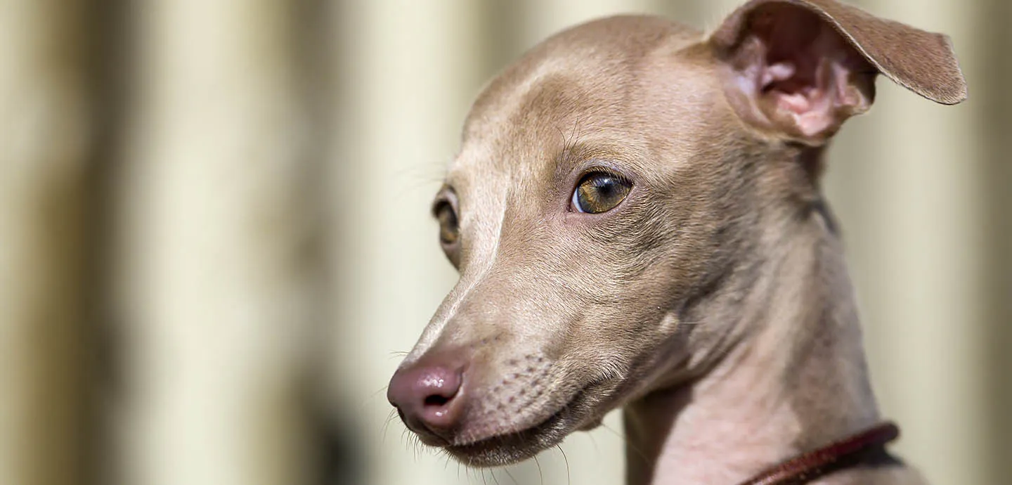 イタリアン・グレーハウンド（イタグレ）の性格や特徴は？飼い方のコツ 