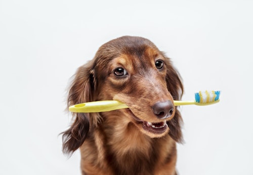 犬の歯の仕組みとは 歯周病が多い理由や予防法 歯磨きのコツを解説 獣医師監修 わんクォール 犬の歯の仕組みとは 歯周病が多い理由や予防法 歯磨きのコツを解説 獣医師監修 わんクォール