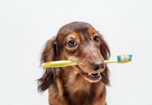 犬の歯の仕組みとは 歯周病が多い理由や予防法 歯磨きのコツを解説 獣医師監修 わんクォール