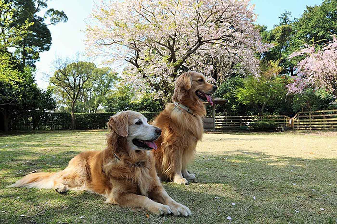 ペットと泊まるcaro foresta 伊豆高原cuore 犬 オファー