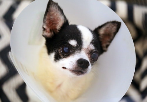 犬にとってエリザベスカラーはストレス 装着する理由と装着時のストレスを軽減する方法を解説 獣医師監修 わんクォール 犬にとってエリザベスカラーはストレス 装着する理由と装着時のストレスを軽減する方法を解説 獣医師監修 わんクォール