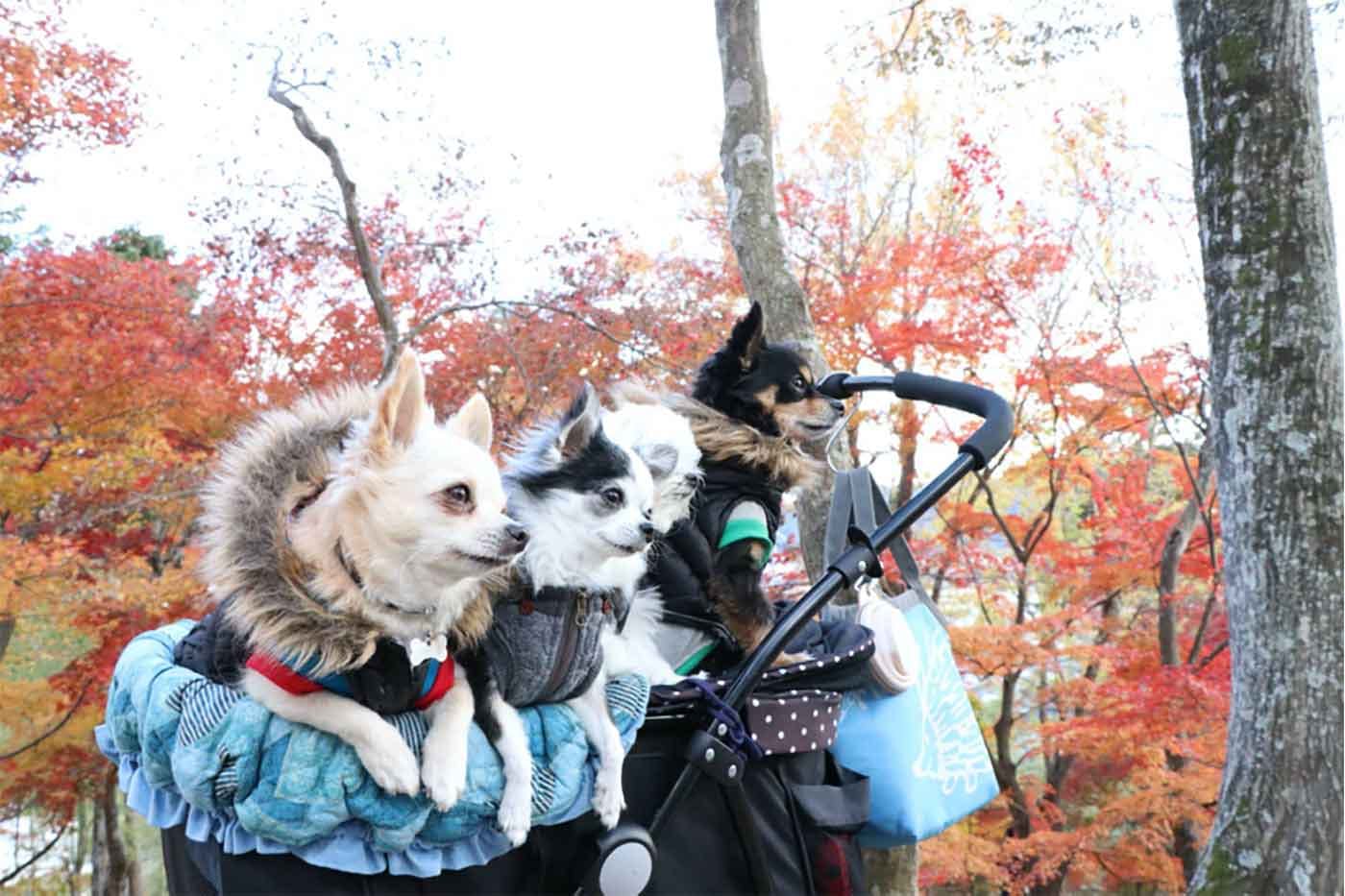 愛犬と紅葉狩り】愛犬と一緒にお散歩しながら楽しめる！関西の紅葉