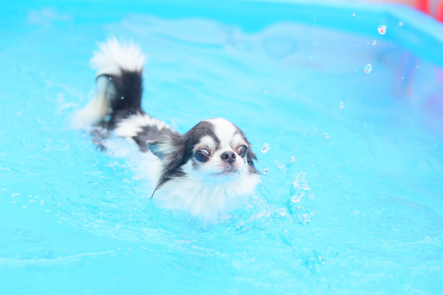 【特典あり】愛犬家のパラダイスへ!三浦半島でわんちゃんと一緒に海も山も満喫