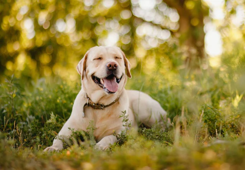 ラブラドール レトリーバーの性格や特徴は 飼い方のコツや注意点について解説 獣医師監修 わんクォール ラブラドール レトリーバーの性格や特徴は 飼い方のコツや注意点について解説 獣医師監修 わんクォール
