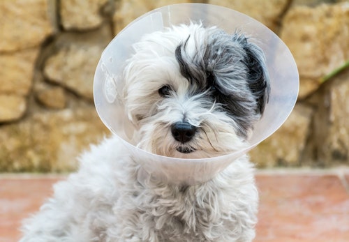 犬にとってエリザベスカラーはストレス 装着する理由と装着時のストレスを軽減する方法を解説 獣医師監修 わんクォール 犬にとってエリザベスカラーはストレス 装着する理由と装着時のストレスを軽減する方法を解説 獣医師監修 わんクォール