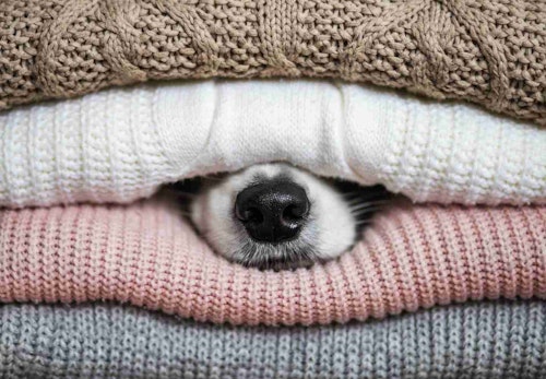 犬は寒がり 犬の寒さ対策と暖房の必要性について解説 獣医師監修 わんクォール 犬は寒がり 犬の寒さ対策と暖房の必要性について解説 獣医師監修 わんクォール