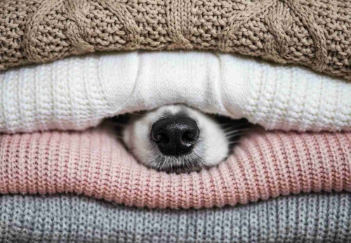 犬は寒がり 犬の寒さ対策と暖房の必要性について解説 獣医師監修 わんクォール