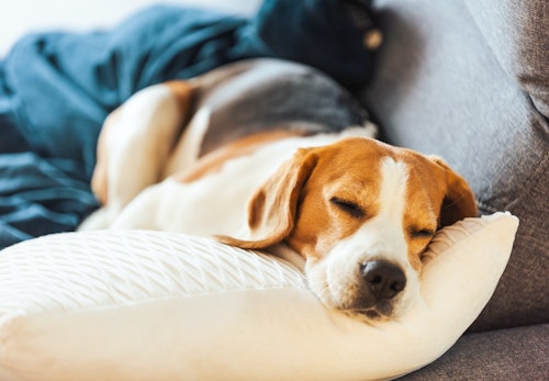 犬の静電気を防ぐ方法とは 犬に与える影響と便利グッズを解説 獣医師監修 わんクォール 犬の静電気を防ぐ方法とは 犬に与える影響と便利グッズを解説 獣医師監修 わんクォール