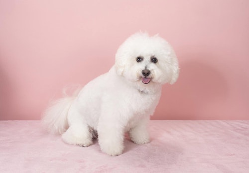 ビション フリーゼの性格や特徴は 飼い方のコツやかかりやすい病気について解説 獣医師監修 わんクォール ビション フリーゼの性格や特徴は 飼い方のコツやかかりやすい病気について解説 獣医師監修 わんクォール