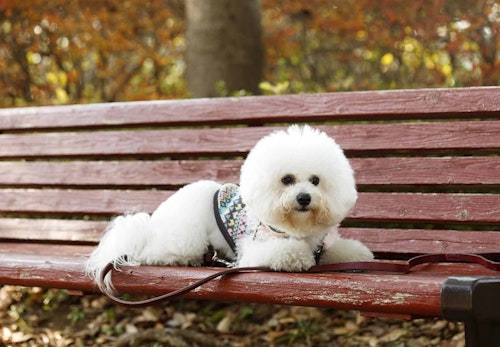 ビション フリーゼの性格や特徴は 飼い方のコツやかかりやすい病気について解説 獣医師監修 わんクォール ビション フリーゼの性格や特徴は 飼い方のコツやかかりやすい病気について解説 獣医師監修 わんクォール