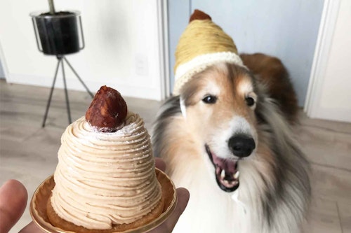 【初心者でも簡単】愛犬のモンブランケーキ帽子を手作り！食欲の秋にぴったり♪紅葉の季節の撮影やお出かけに
