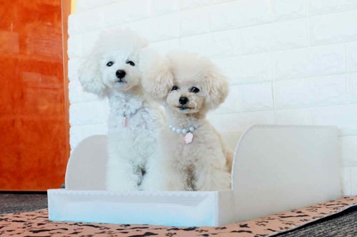 プラダン活用diy 愛犬用のトイレトレー 囲い を手作り おしっこの漏れ はみ出し 飛び散り防止に わんクォール プラダン活用diy 愛犬用のトイレトレー 囲い を手作り おしっこの漏れ はみ出し 飛び散り防止に わんクォール