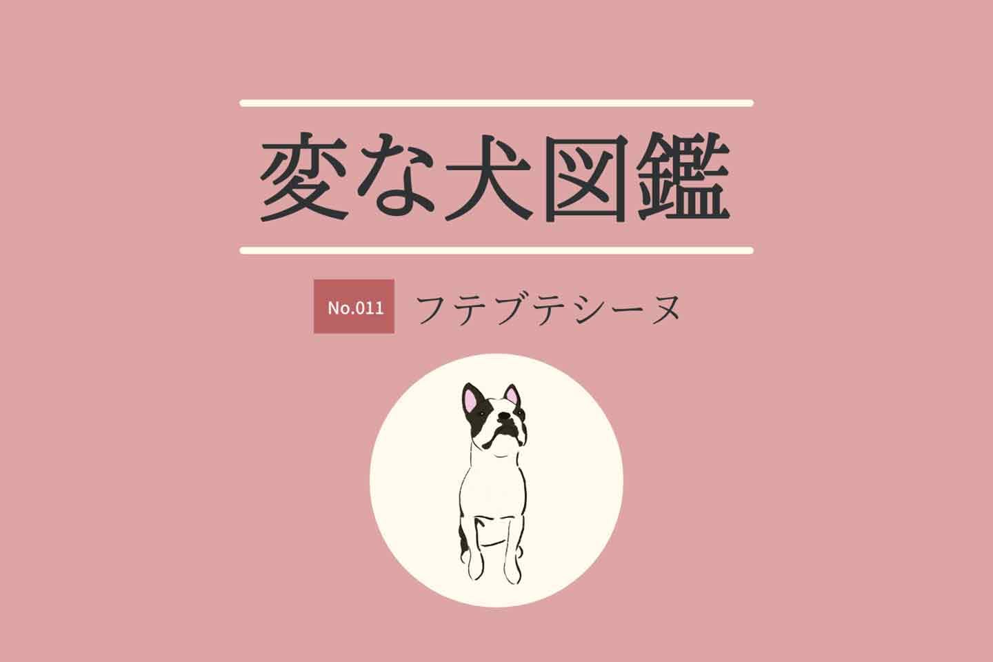【変な犬図鑑No.011 フテブテシーヌ】無愛想で感情が分かりにくい犬の本音を獣医師が解説!