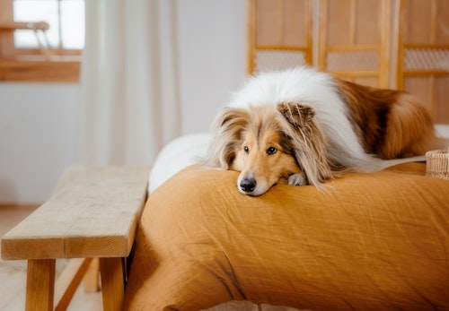 犬の静電気を防ぐ方法とは 犬に与える影響と便利グッズを解説 獣医師監修 わんクォール 犬の静電気を防ぐ方法とは 犬に与える影響と便利グッズを解説 獣医師監修 わんクォール