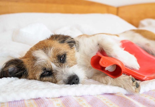 犬用湯たんぽを使う際の注意点とは 種類と正しい使い方を解説 獣医師監修 わんクォール 犬用湯たんぽを使う際の注意点とは 種類と正しい使い方を解説 獣医師監修 わんクォール