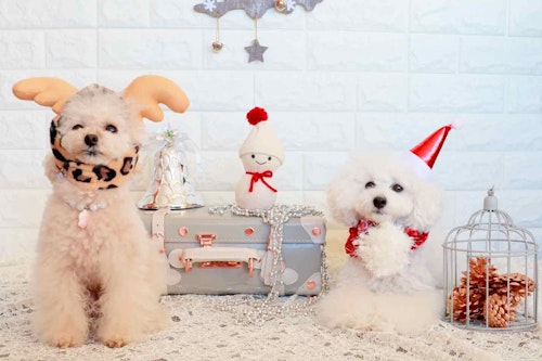 靴下リメイク 跳ねて楽しい 雪だるまボールトイの作り方 プチプラ材料だけど簡単で可愛い わんクォール 靴下リメイク 跳ねて楽しい 雪だるまボールトイの作り方 プチプラ材料だけど簡単で可愛い わんクォール