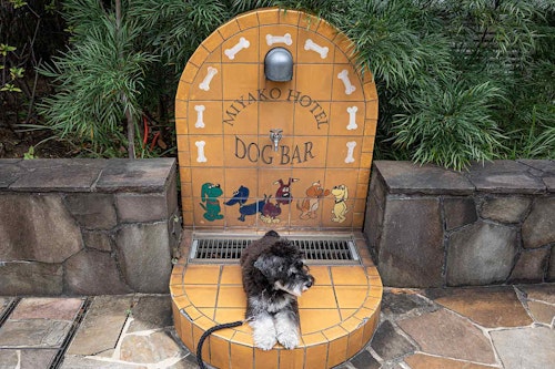 【カフェ カリフォルニア】〈シェラトン都ホテル東京〉ドッグバーあり　犬用水飲み場