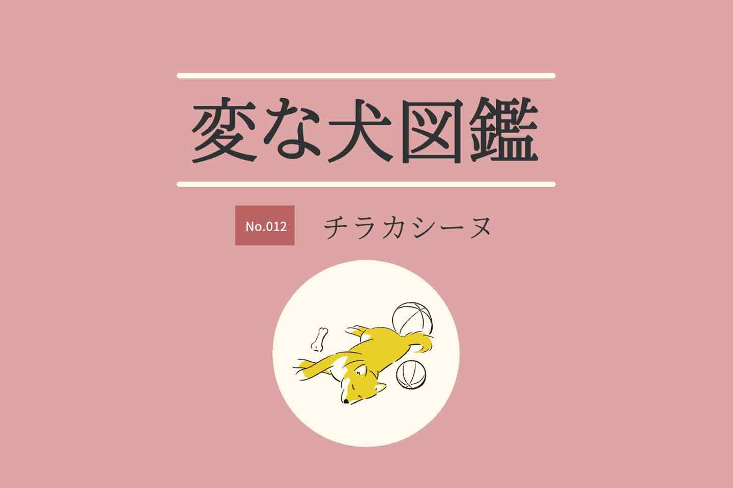 【変な犬図鑑No.012 チラカシーヌ】おもちゃにすぐ飽きてしまう犬の実態を獣医師が解説!