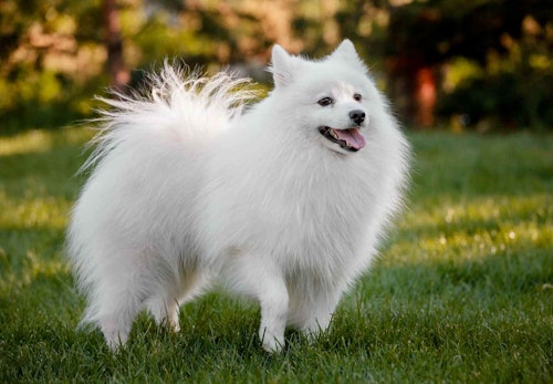 日本スピッツの性格や特徴は 飼い方やしつけのコツ かかりやすい病気などを解説 獣医師監修 わんクォール 日本スピッツの性格や特徴は 飼い方やしつけのコツ かかりやすい病気などを解説 獣医師監修 わんクォール