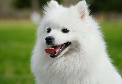 日本スピッツの性格や特徴は 飼い方やしつけのコツ かかりやすい病気などを解説 獣医師監修 わんクォール 日本スピッツの性格や特徴は 飼い方やしつけのコツ かかりやすい病気などを解説 獣医師監修 わんクォール