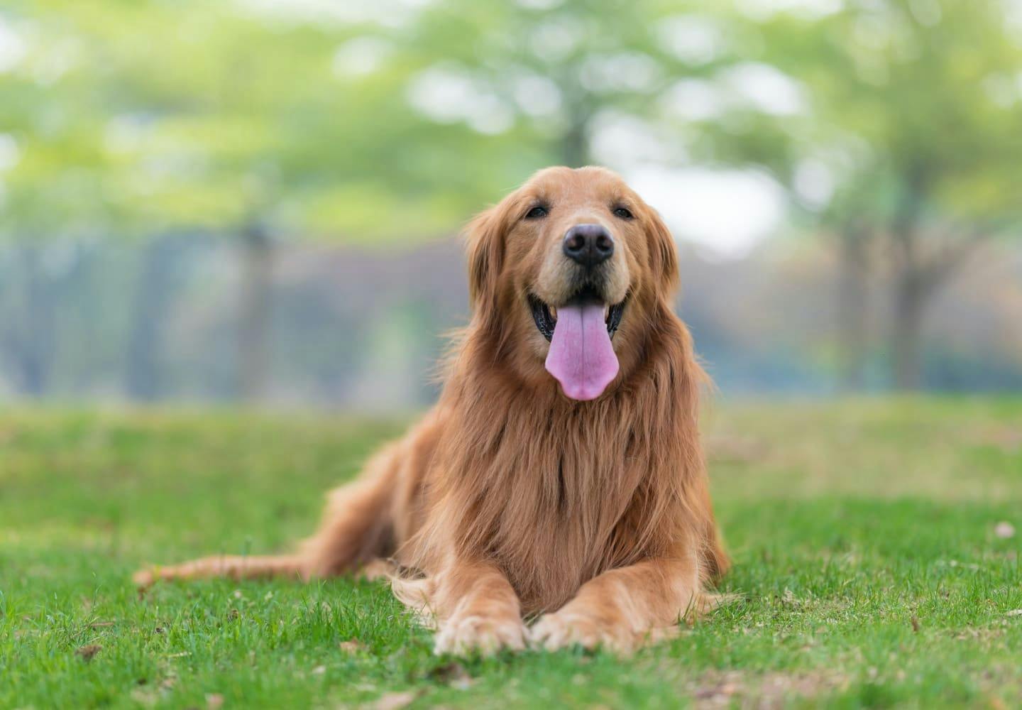 ゴールデン・レトリーバーの性格や特徴は？飼い方のコツや平均寿命