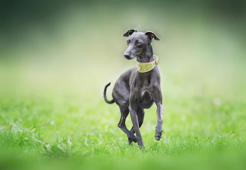 イタリアン グレーハウンド イタグレ の性格や特徴は 飼い方のコツやかかりやすい病気について解説 獣医師監修 わんクォール