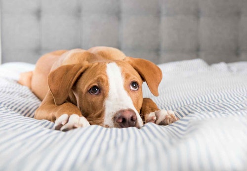 犬にくるみを食べさせても大丈夫 注意点や健康効果 適量について解説 獣医師監修 わんクォール 犬にくるみを食べさせても大丈夫 注意点や健康効果 適量について解説 獣医師監修 わんクォール