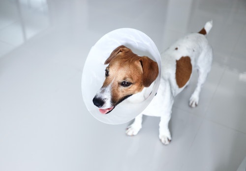 犬にとってエリザベスカラーはストレス 装着する理由と装着時のストレスを軽減する方法を解説 獣医師監修 わんクォール 犬にとってエリザベスカラーはストレス 装着する理由と装着時のストレスを軽減する方法を解説 獣医師監修 わんクォール