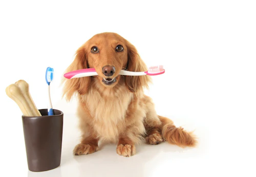 犬の歯の仕組みとは 歯周病が多い理由や予防法 歯磨きのコツを解説 獣医師監修 わんクォール