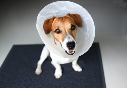 犬にとってエリザベスカラーはストレス 装着する理由と装着時のストレスを軽減する方法を解説 獣医師監修 わんクォール 犬にとってエリザベスカラーはストレス 装着する理由と装着時のストレスを軽減する方法を解説 獣医師監修 わんクォール