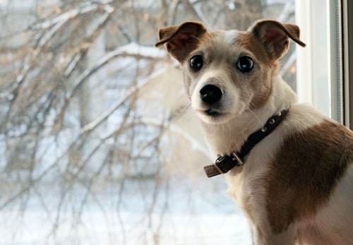 犬は寒がり 犬の寒さ対策と暖房の必要性について解説 獣医師監修 わんクォール