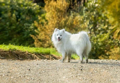 日本スピッツの性格や特徴は 飼い方やしつけのコツ かかりやすい病気などを解説 獣医師監修 わんクォール 日本スピッツの性格や特徴は 飼い方やしつけのコツ かかりやすい病気などを解説 獣医師監修 わんクォール