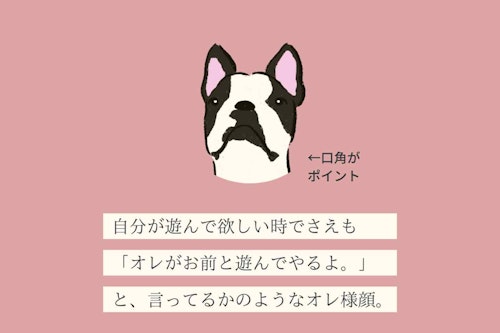 変な犬図鑑no 011 フテブテシーヌ 無愛想で感情が分かりにくい犬の本音を獣医師が解説 わんクォール 変な犬図鑑no 011 フテブテシーヌ 無愛想で感情が分かりにくい犬の本音を獣医師が解説 わんクォール