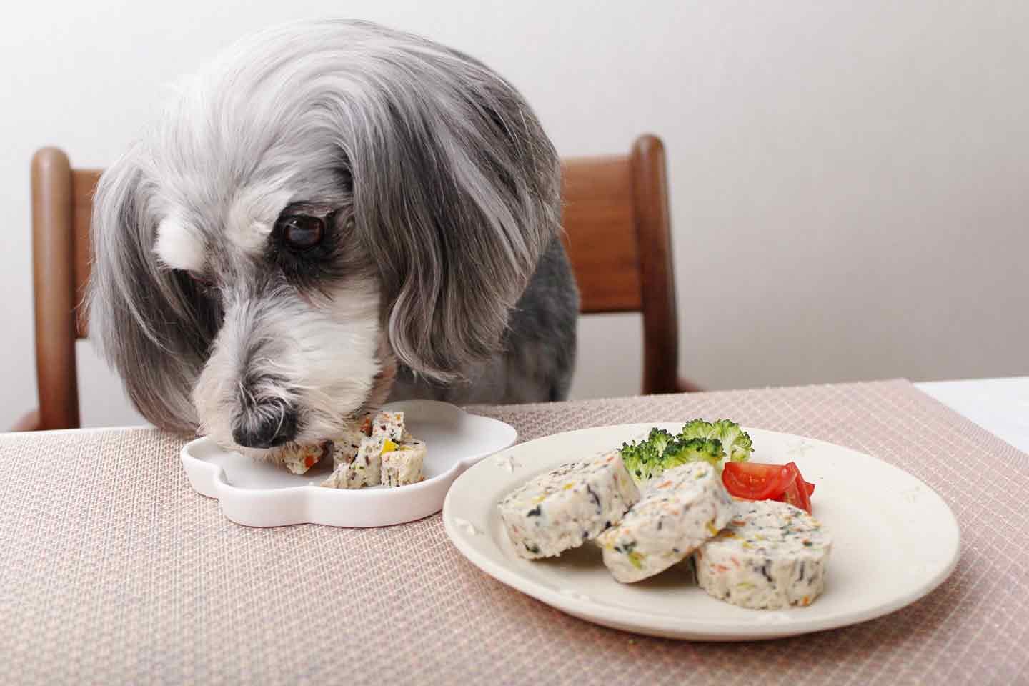 犬のお腹がキュルキュル鳴る原因は 考えられる病気と病院に連れていくべき症状 対処法について解説 獣医師監修 わんクォール