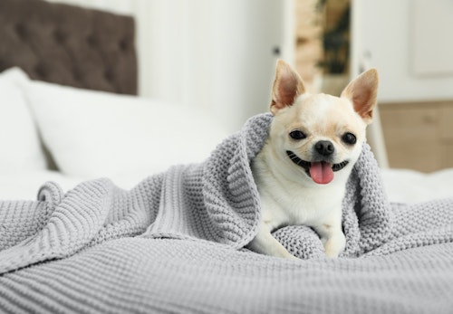 犬の静電気を防ぐ方法とは 犬に与える影響と便利グッズを解説 獣医師監修 わんクォール 犬の静電気を防ぐ方法とは 犬に与える影響と便利グッズを解説 獣医師監修 わんクォール