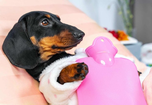 犬用湯たんぽを使う際の注意点とは 種類と正しい使い方を解説 獣医師監修 わんクォール 犬用湯たんぽを使う際の注意点とは 種類と正しい使い方を解説 獣医師監修 わんクォール
