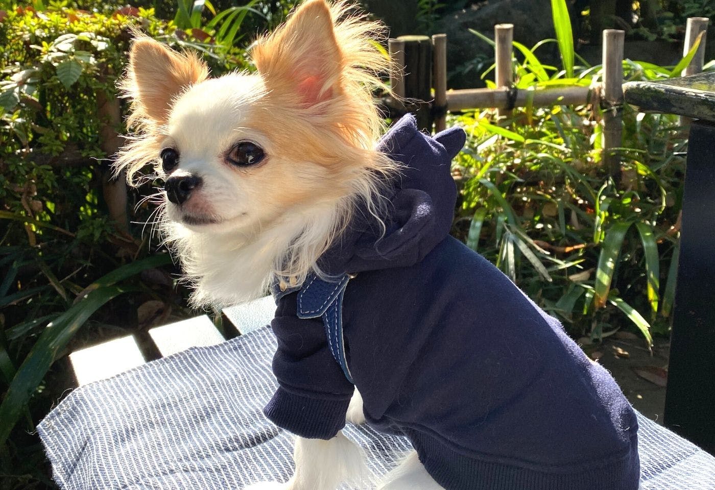 都内の犬連れ観光スポット 調布 深大寺を満喫してきました わんクォール 都内の犬連れ観光スポット 調布 深大寺を満喫してきました わんクォール
